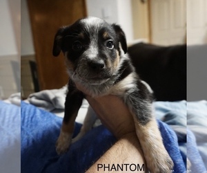 Texas Heeler Puppy for sale in HOUSTON LAKE, MO, USA
