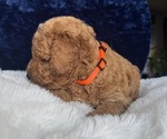 Small #11 Goldendoodle (Miniature)