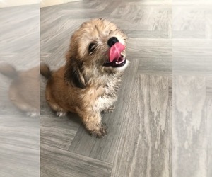 Lhasa Apso Puppy for sale in HOUSTON, TX, USA