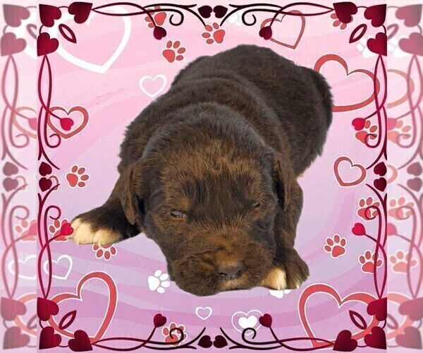 Medium Photo #77 Golden Mountain Dog Puppy For Sale in BLACK FOREST, CO, USA