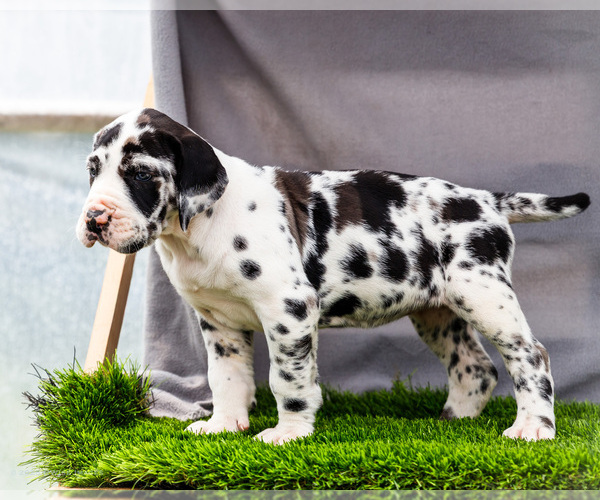 Medium Photo #22 Great Dane Puppy For Sale in WAKARUSA, IN, USA