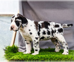 Small #12 Great Dane