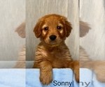 Puppy Sunny Golden Retriever