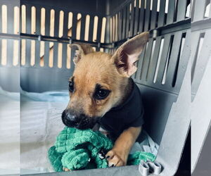 Rat-Cha Dogs for adoption in Columbus, IN, USA
