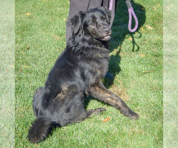 Medium Photo #4 Great Pyrenees-Unknown Mix Puppy For Sale in Huntley, IL, USA