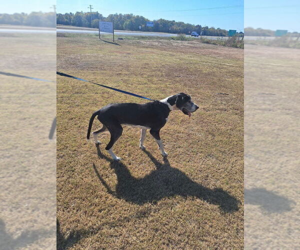 Medium Photo #16 Great Dane Puppy For Sale in Bullard, TX, USA