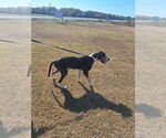 Small #15 Great Dane