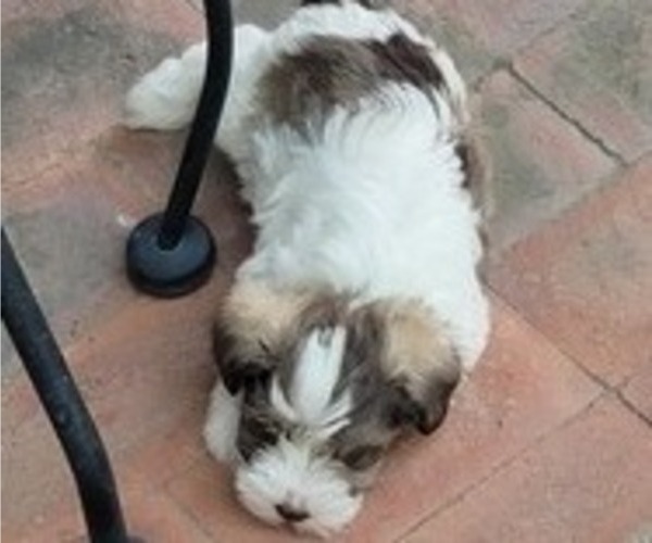 Medium Photo #3 Schnauzer (Miniature) Puppy For Sale in WICHITA, KS, USA