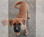 Small #10 Boxer Mix