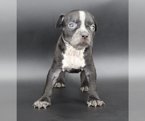 American Bully Puppy for sale in CHAMPAIGN, IL, USA