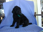 Small Photo #1 Poodle (Standard) Puppy For Sale in FAYETTEVILLE, TX, USA