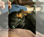 Small #7 Doberman Pinscher