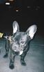 Small Photo #1 French Bulldog Puppy For Sale in BRADLEY INTERNATIONAL, CA, USA