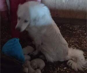 Mother of the Great Pyrenees puppies born on 12/04/2022
