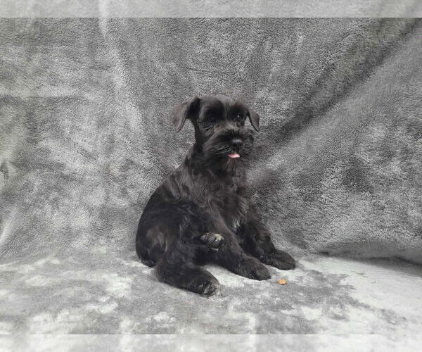 Medium Photo #2 Mutt Puppy For Sale in Lincolnwood, IL, USA