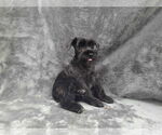 Small #1 Mutt