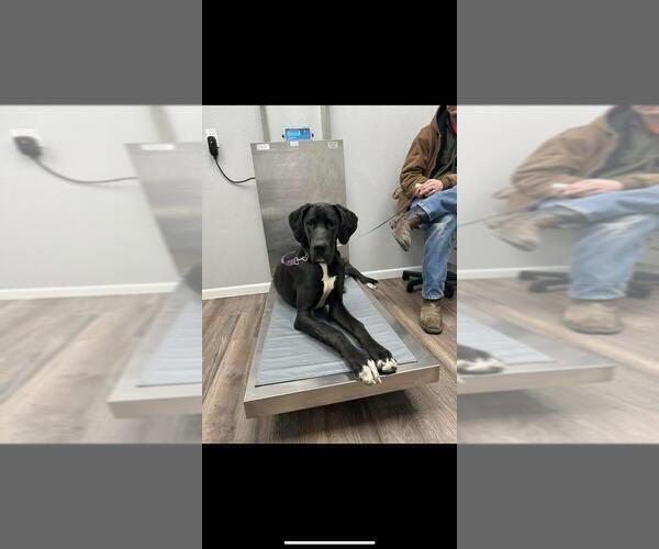 Medium Photo #1 Great Dane Puppy For Sale in RUSSELL, IA, USA