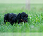 Small Photo #41 Dachshund Puppy For Sale in WARSAW, IN, USA