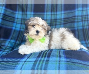 Zuchon Puppy for sale in LAKELAND, FL, USA