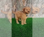 Small #3 Goldendoodle (Miniature)