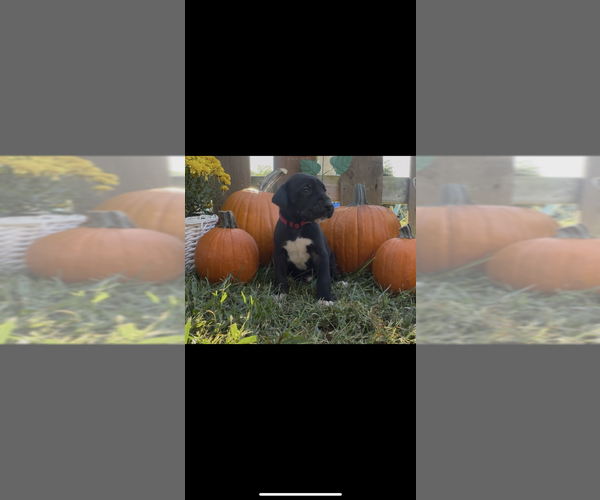 Medium Photo #1 Great Dane Puppy For Sale in MARSHVILLE, NC, USA