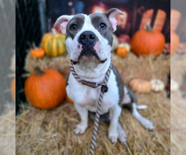 Medium Photo #2 American Pit Bull Terrier Puppy For Sale in Long Beach, CA, USA