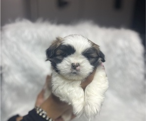 Shih Tzu Puppy for sale in MEMPHIS, TN, USA