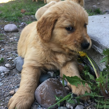 Medium Photo #1 Golden Retriever Puppy For Sale in MISSOULA, MT, USA