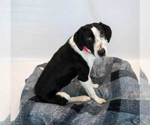 Monica - Female Mutt Dog for Adoption - Photo #4