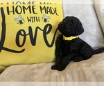 Small #7 Goldendoodle