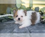 Small #5 Pomeranian
