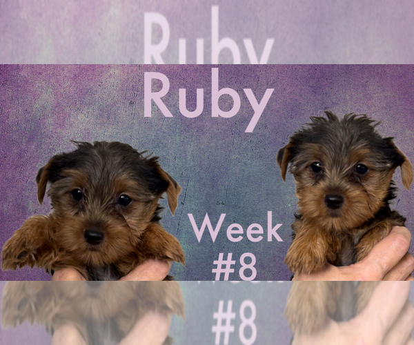 Medium Photo #6 Yorkshire Terrier Puppy For Sale in AZLE, TX, USA