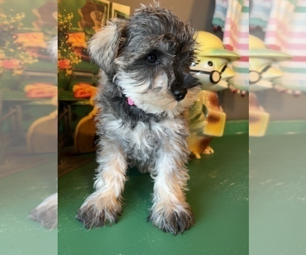 Medium Photo #1 Schnauzer (Miniature) Puppy For Sale in LAWRENCE, MI, USA