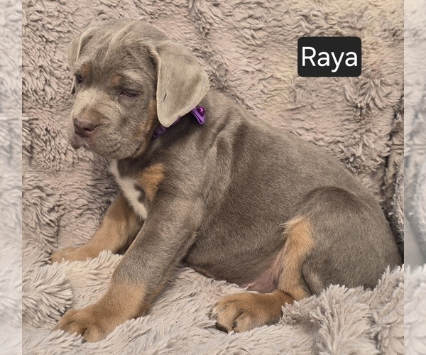 Medium Photo #5 Cane Corso Puppy For Sale in MINERAL WELLS, WV, USA