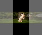 Small #5 French Bulldog