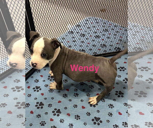 Medium Photo #5 American Pit Bull Terrier-Unknown Mix Puppy For Sale in Jackson Township, NJ, USA