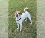 Small #3 Mutt