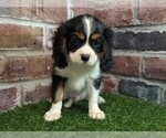 Small #8 Cavalier King Charles Spaniel
