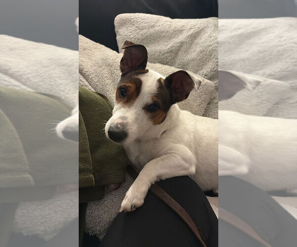 Medium Photo #10 Jack Russell Terrier Puppy For Sale in Oak Bluffs, MA, USA