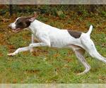Small #1 German Shorthaired Pointer