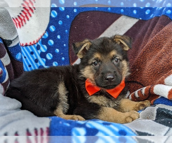 Medium Photo #3 German Shepherd Dog Puppy For Sale in ELKTON, MD, USA