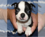 Puppy Petunia Boston Terrier