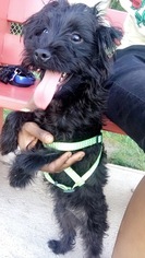 -YorkiePoo Mix Puppy for sale in WATERBURY, CT, USA