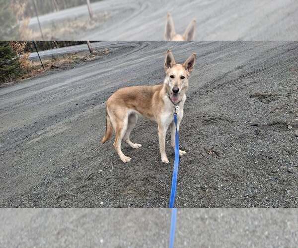 Medium Photo #5 Collie-German Shepherd Dog Mix Puppy For Sale in Sebec, ME, USA