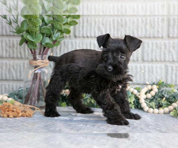 Medium Photo #1 Schnauzer (Miniature) Puppy For Sale in BALTIC, OH, USA