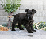 Puppy Thunder Schnauzer (Miniature)