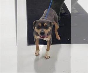 Rottweiler-American Pit Bull Terrier Dogs for adoption in Temple, TX, USA