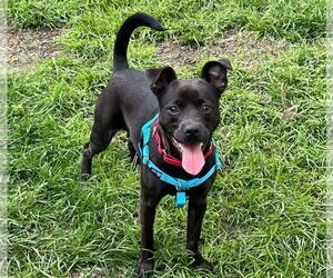 Mutt Dogs for adoption in Philadelphia, PA, USA
