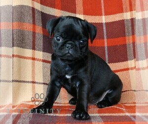 Pug Puppy for sale in NEW HOLLAND, PA, USA