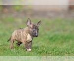 Small #9 Miniature Bull Terrier
